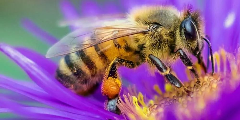 Field Lane Honey Bees.