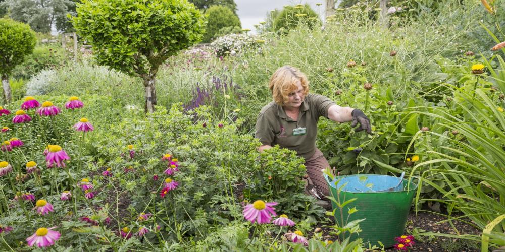 The Alchemy of Gardening .