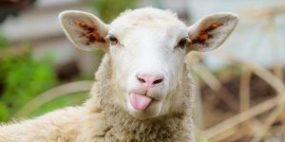 Becoming a Young Shepherdess.